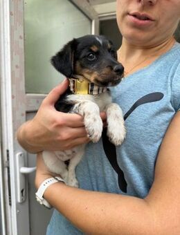 Annelie, zuckersüßes Welpenmädchen, 3M - Vaterstetten