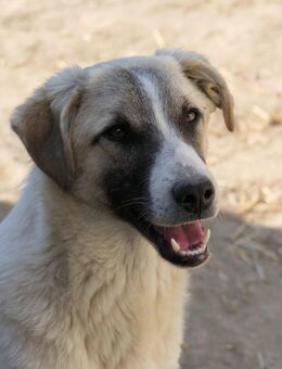 Sanfter Hagrid sucht seine Familie - Kallmünz