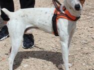 Woody ein sportlicher Bub - Bedburg