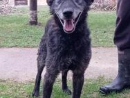 OldBoy ♥Billy♥ Senior sucht Treue+Liebe - Hamburg