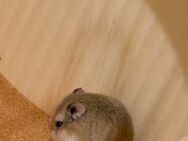 Zwei Babyhamster 10 Wochen alt - München Schwabing-Freimann