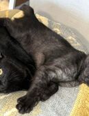 Anna und Tom - europäische Kurzhaar - 4 Monate - Tierhilfe Franken e.V. - werden nur zusammen vermittelt! in 91207