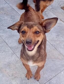 PIXIE - 32 cm, voller Lebensfreude - Weilheim (Oberbayern)