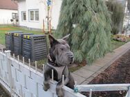 Shar Pei Mädchen 2 Jahre - Bernsdorf Zentrum