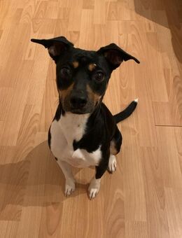 Zarte Thais sucht ihr Zuhause - Morsbach