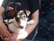 Jack Russel Welpen - Ostritz