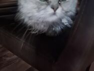 Perserkater - Osterhofen