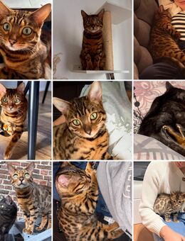 Bengal Kater sucht ein neues Zuhause - Köln