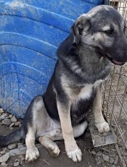 SADIK - zurückhaltend und sportlich - Weilheim (Oberbayern)