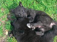 schwarze Wolfshunde. (AWH/TWH/SWH) - Schlieben