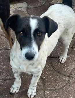 Molly ♥️ freundlich, zutraulich, sozial - Velbert