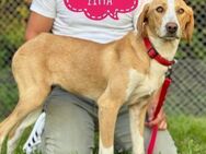 Zitta eine absolute Familienhündin - Flörsheim-Dalsheim