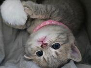 Wunderschöne BKH -Kitten - Barbing