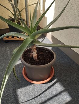 Große Aloe Vera Pflanze - Dresden