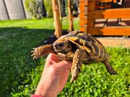 Griechische männliche Landschildkröte - Gladbeck