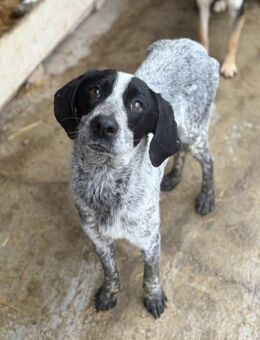 Nova von kettenlos - Bollingstedt