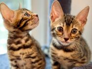 Bengal Kitten - Osnabrück