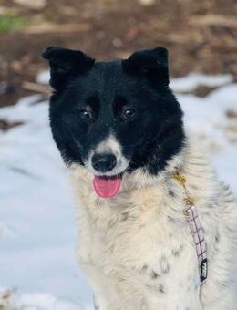 MARiLEE sucht ihr Zuhause bei DIR ❤️ - Mylau