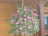 Hilfe....brauche Hilfe bei der Gartenarbeit - Coesfeld