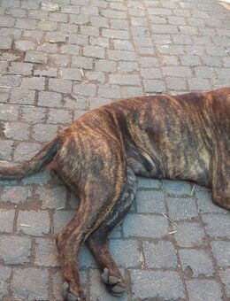 Presa Canario Bordeaux Dogge - An der Poststraße