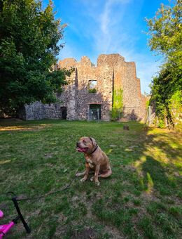 American bully xl Sucht ENDPLATZ - Staufenberg (Hessen)