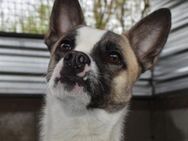 Amador sucht Hundeversteher - Schnarup-Thumby