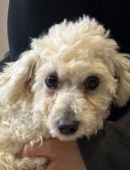 TIMMI ist in großer Not - Hof