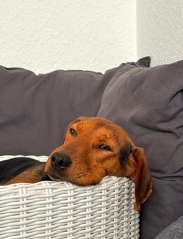 Holly eine leise Seele sucht ihr Zuhause - Hamburg