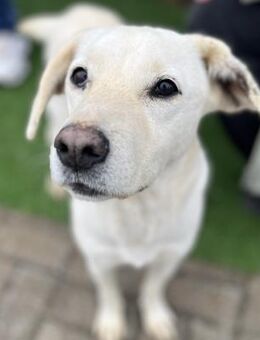 Anja - Liebenswerte Hündin sucht Familie - Berlin