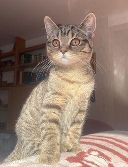 BKH Kitten: 2 Mädchen Katzen Katzenbaby sofort abholbereit - Siegburg