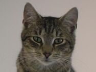 ROMEO-traumhafter Jung-Kater - Rösrath