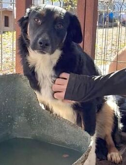 PAMMIE ~niedliches tricolor Hundemädchen - Duisburg