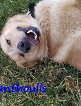 Xanthoulis klug, aktiv, fröhlich 1/19 GR - Ruppertsecken