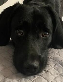 Emrys, geb. ca. 10/2020, GRIECHENLAND - Euskirchen