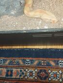 1,1 Boa Constrictor Sunglow in 12555