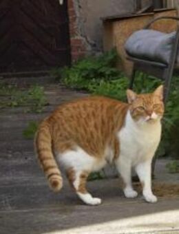 Süßer Entdecker Honey - Margetshöchheim