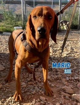 Mario - lieb und schüchtern - Heppenheim (Bergstraße)