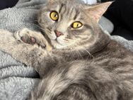 Verspielter 6 Monate alter Kater sucht neues Zuhause 🐾 - Gemünden (Main)