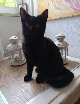 Geschwisterpaar BKH schwarz Kater und Katze - Bleckede