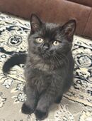 Süßer schwarzer Kater in 45879