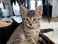 EKH/Bengal Mix kitten - Reichshof