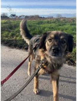 Gingin - wartet in 32791 Lage - Oberwies