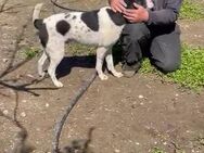 🐶Freundlicher Billy💚 - Eislingen (Fils)