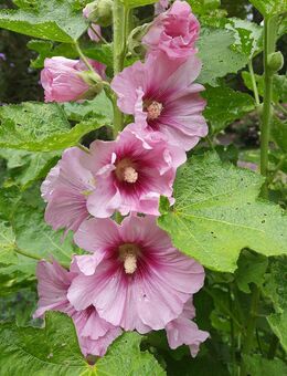 Stockrosen Samen Bauernrosen Stockmalve rosa pink Insektenfreundlich - Euskirchen