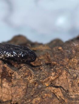 Elaphe schrenckii Amurnatter Schlange - Kiel