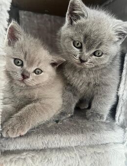 BKH Kitten - Köln