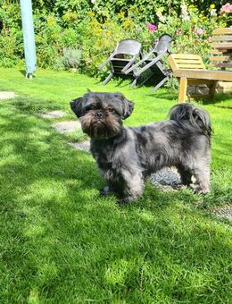 Shih Tzu Welpen - Berlin Marzahn-Hellersdorf