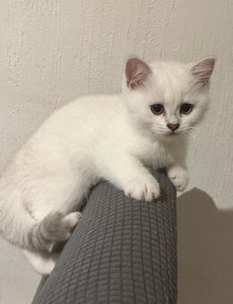 Weiße BKH -Kater Abgabebereit!!! - Gladbeck