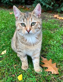 Katze 20 Wochen braun tabby abzugeben - Peitz