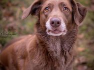 Milo sucht liebe konsequente Menschen - Neuhausen (Fildern)